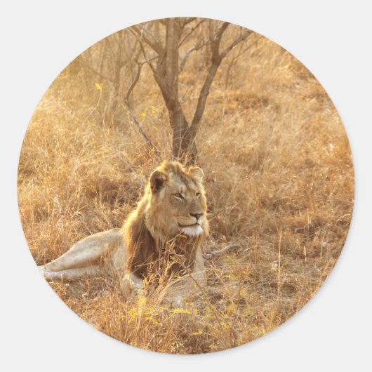Sticker Rond Lion (Devant)