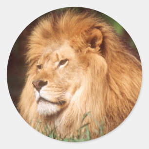 Sticker Rond Lion adulte mâle