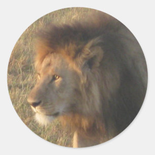 Sticker Rond Lion africain