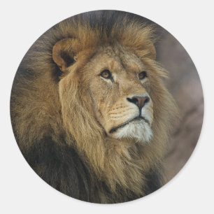 Sticker Rond Lion africain