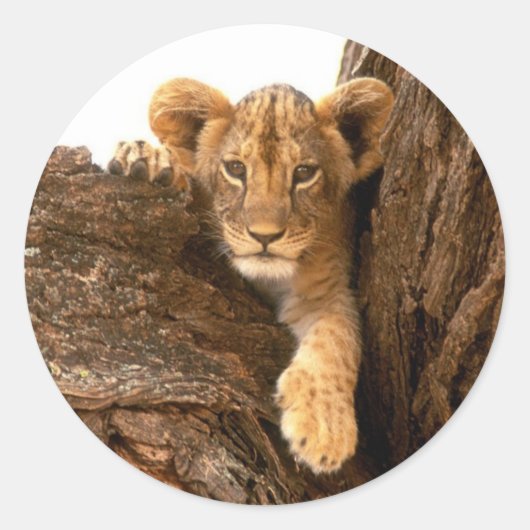 Sticker Rond Lion Cub (Devant)