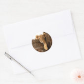 Sticker Rond Lion Cub (Enveloppe)