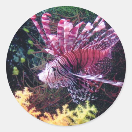 Sticker Rond Lion de Fidji (Devant)