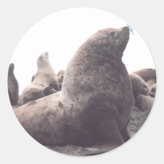 Sticker Rond Lion de mer de Steller (Devant)