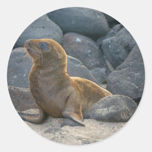 Sticker Rond Lion de mer des Galapagos (Devant)