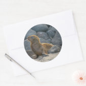 Sticker Rond Lion de mer des Galapagos (Enveloppe)