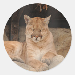 Sticker Rond Lion de montagne