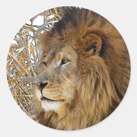 STICKER ROND LION EN GRAS (Devant)