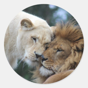 Sticker Rond Lion et lionne qui s'étourdissent