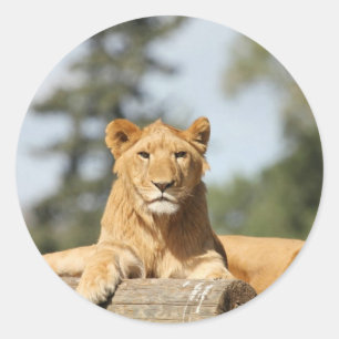 Sticker Rond Lion femelle