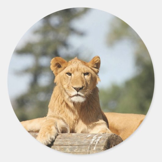 Sticker Rond Lion femelle (Devant)