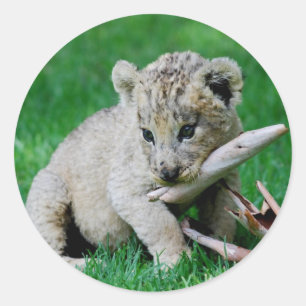 Sticker Rond Lion joueur