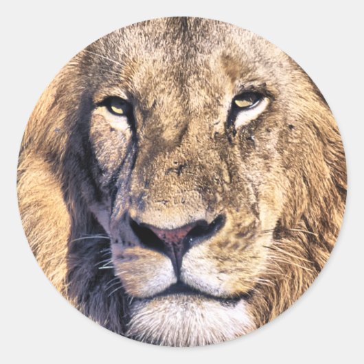 Sticker Rond Lion portrait (Devant)