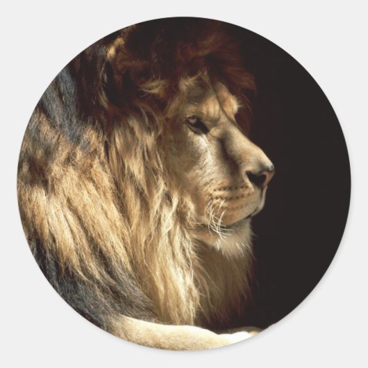 Sticker Rond Lion - Roi de la Jungle (Devant)