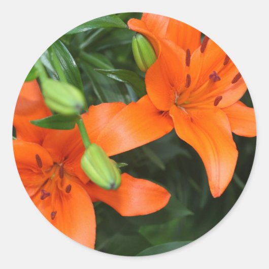 Sticker Rond Lis rose (Devant)