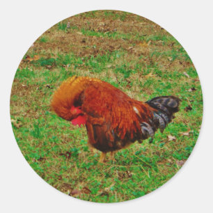 Sticker Rond Lisser de coq