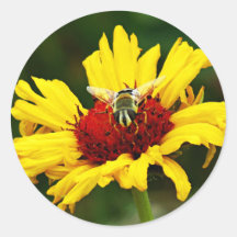 Little Bee repose sur un Fleur sauvage orange jaun