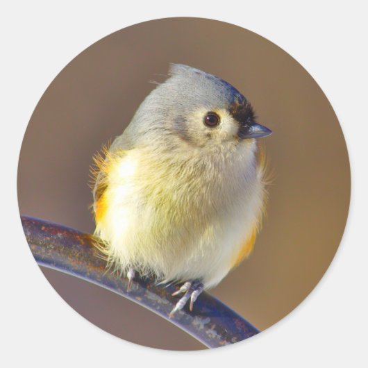 Sticker Rond Little Bird (Devant)