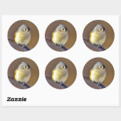 Sticker Rond Little Bird (Feuille)