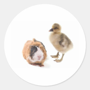 Sticker Rond little goose and guinea pig