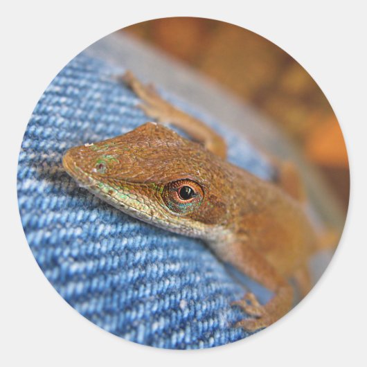 Sticker Rond Lizard d'Anole Verte (Devant)