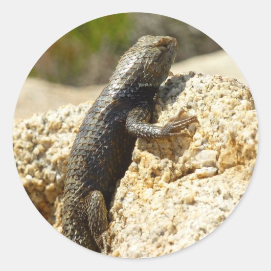 Sticker Rond Lizard d'épinette à dos jaune à Joshua Tree (Devant)