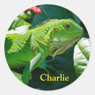 Sticker Rond Lizard vert Iguana personnalisé