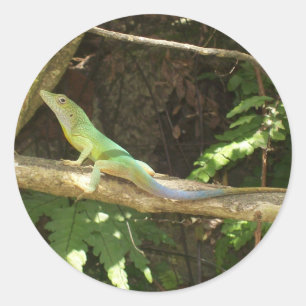 Sticker Rond Lizard vert jamaïcain