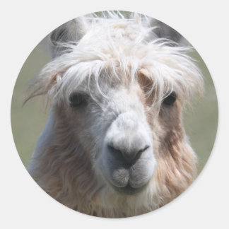 Sticker Rond Llama