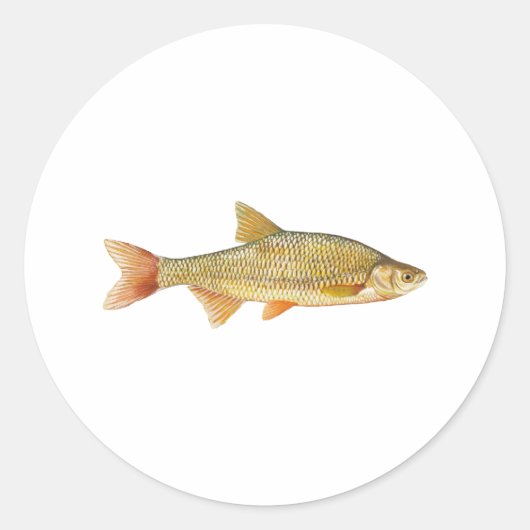 Sticker Rond Logo Golden Shiner (Devant)