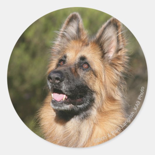 Sticker Rond Long berger allemand Haired 1 (Devant)