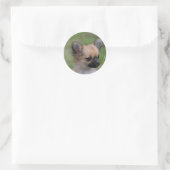 Sticker Rond Long Haired Chihuahua Chiuppy regardant la caméra (Sac)