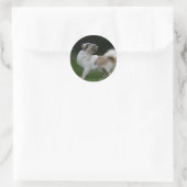 Sticker Rond Long Haired Chihuahua Regardez la caméra (Sac)