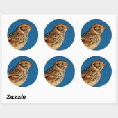 Sticker Rond Longspur de la Laponie sur un journal éclairé (Feuille)