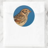 Sticker Rond Longspur de la Laponie sur un journal éclairé (Sac)