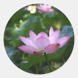 Sticker Rond Lotus