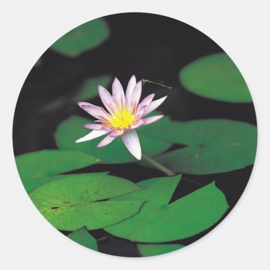 Sticker Rond Lotus (Devant)