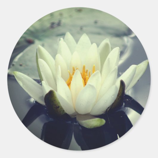 Sticker Rond Lotus Blossom Fleur Lily D'Eau (Devant)