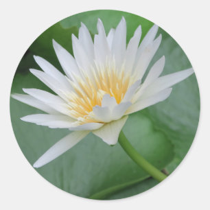 Sticker Rond Lotus, Namaste, méditation, zen, magasins, plante,