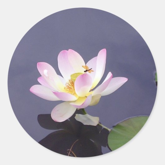 Sticker Rond Lotus rose avec dragon Fly (Devant)