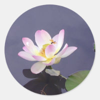 Lotus rose avec dragon Fly