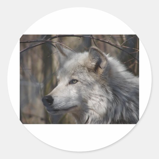 Sticker Rond Loup (Devant)