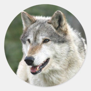Sticker Rond Loup