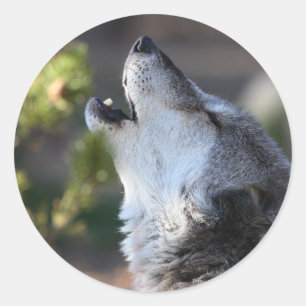Sticker Rond loup