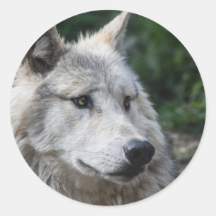 Sticker Rond Loup à bâtons