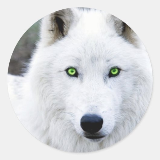 Sticker Rond Loup blanc (Devant)