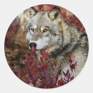 Sticker Rond Loup dans l'affaire Foliage