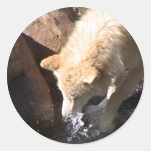 Sticker Rond Loup gris