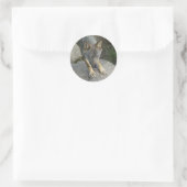 Sticker Rond Loup gris européen (Sac)