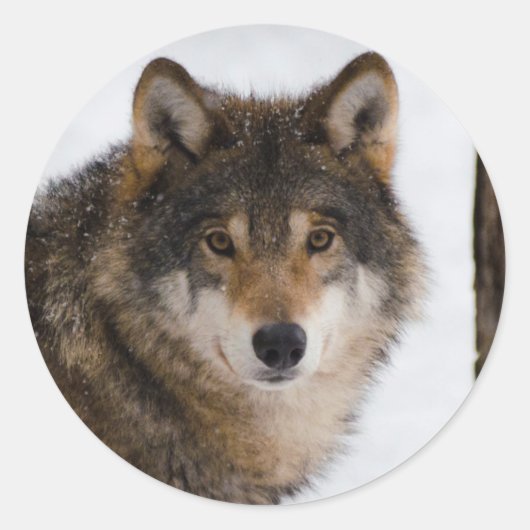 Sticker Rond Loup gris européen (Devant)